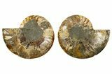 Cut & Polished, Agatized Ammonite Fossil - Madagascar #308682-1